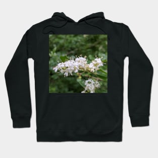 Tiny White Tree Flowers With an Ant Photographic Image Hoodie